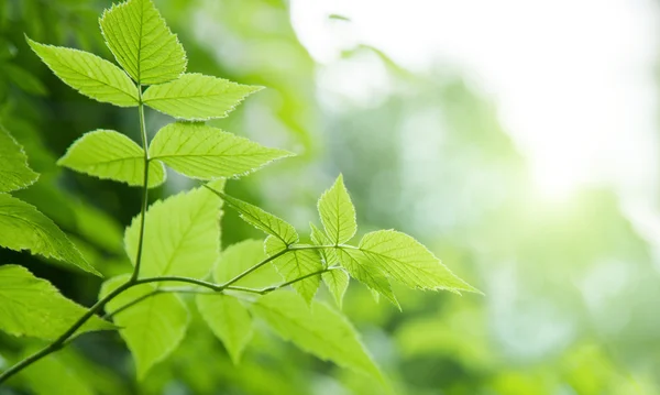 Gröna blad i djupa skogen — Stockfoto