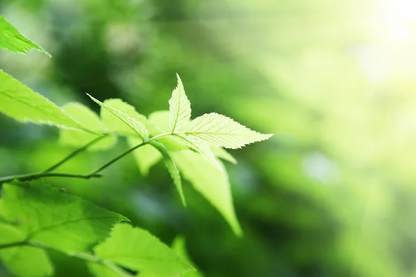 Folhas verdes na floresta profunda — Fotografia de Stock