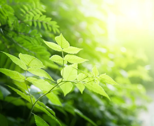 Groene bladeren in diepe bossen — Stockfoto