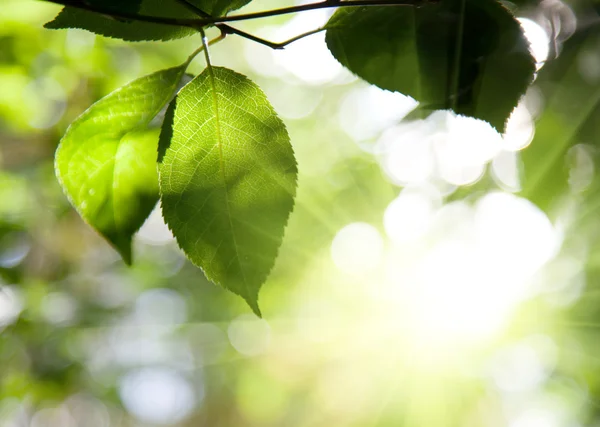 Листья в лесу — стоковое фото