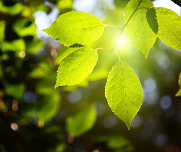 Listí v lese a západ slunce — Stock fotografie