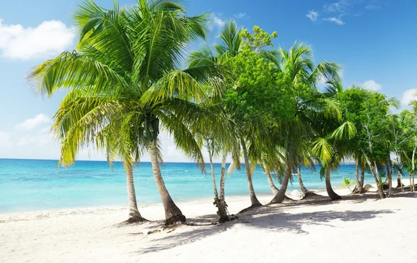 カリブ海とヤシの木 — ストック写真