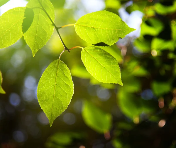 Folhas na floresta e por do sol — Fotografia de Stock