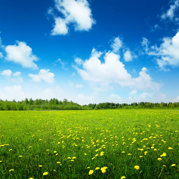 Поле весенних цветов и совершенное небо — стоковое фото