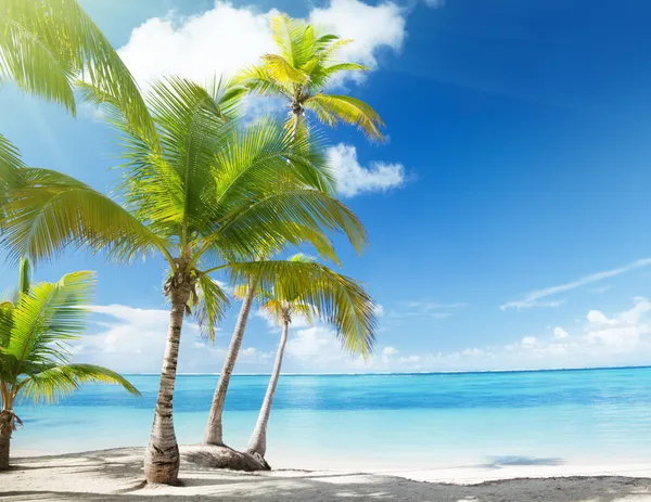 Карибское море и кокосовые пальмы — стоковое фото