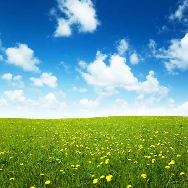 Veld van de lente bloemen en perfecte hemel — Stockfoto