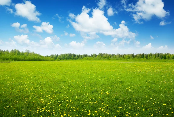 Field of spring flowers and perfect sky — Stock Photo, Image