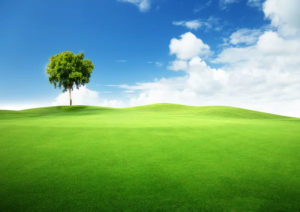 Pole trawa i drzewa — Zdjęcie stockowe