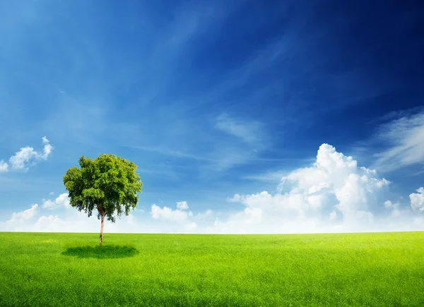 Pole trawa i drzewa — Zdjęcie stockowe