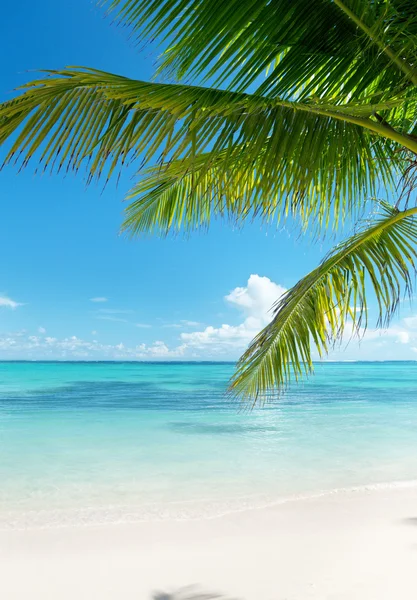 Океан и кокосовые пальмы — стоковое фото