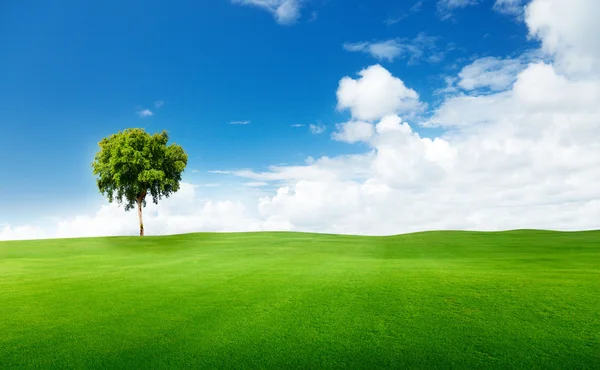 Campo de grama e árvore — Fotografia de Stock