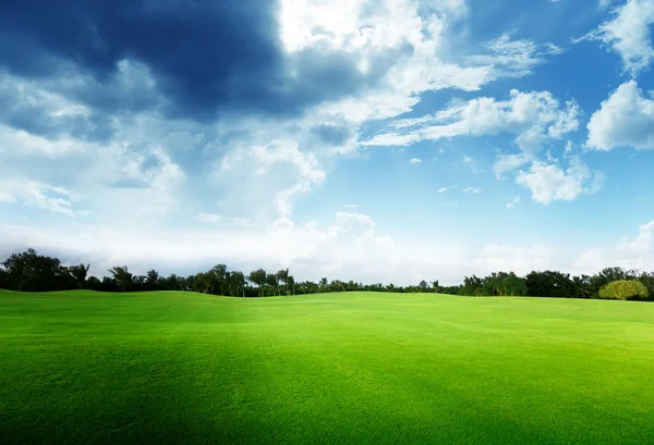Зеленое поле и деревья — стоковое фото