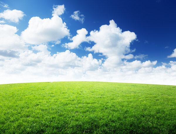 Field of grass and perfect blue sky