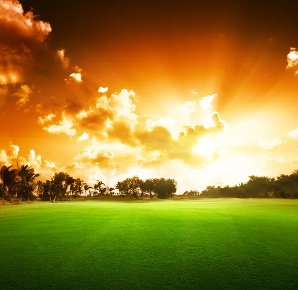 Drzewa na polu trawy i zachód słońca — Zdjęcie stockowe