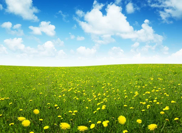 Campo de flores de primavera y cielo perfecto —  Fotos de Stock