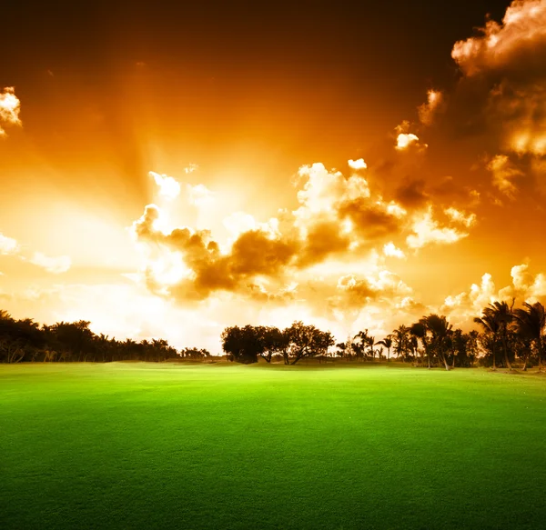 Alberi sul campo di erba e tramonto — Foto Stock