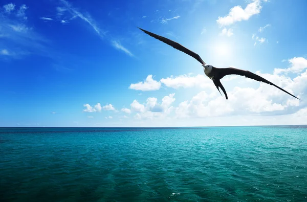 Albatross și marea Caribbean — Fotografie, imagine de stoc
