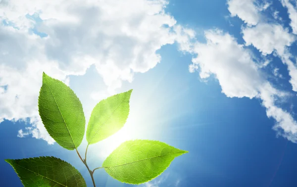 Leaves and sunny sky — Stock Photo, Image