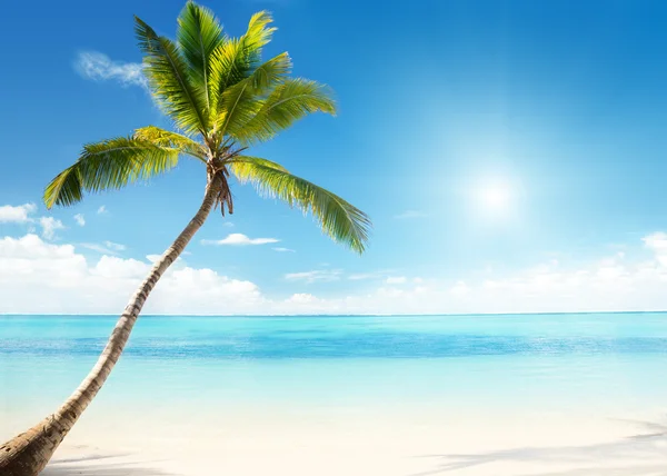 Caribische zee en coconut palm — Stockfoto