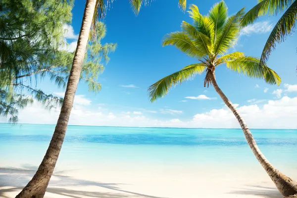 Karibiska havet och Kokosfibrer palm — Stockfoto