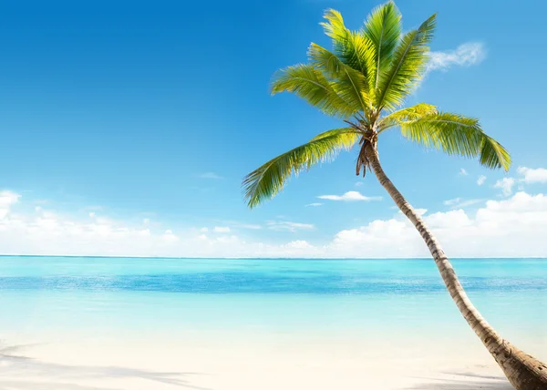 Karibiska havet och Kokosfibrer palm — Stockfoto