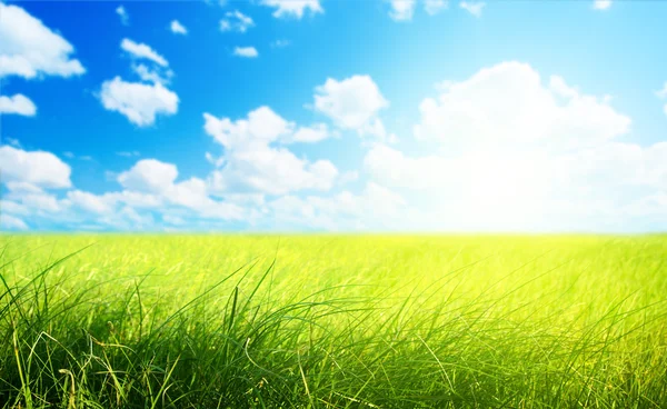 Pola trawy (płytkie Dof) — Zdjęcie stockowe