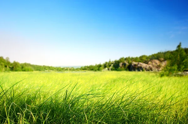 Поле трави в північній горі (неглибокий DOF ) — стокове фото