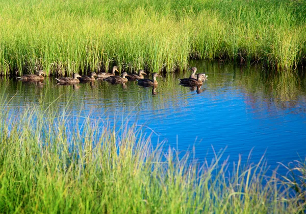 Ducks in water of mountain lake — Stock Photo, Image