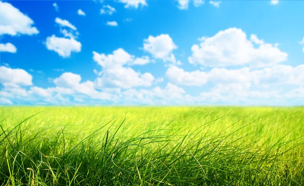 Fältet av gräs (grunt Dof) — Stockfoto