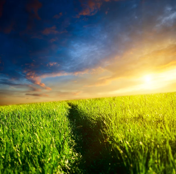 Way in grass — Stock Photo, Image