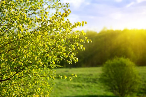 Puesta de sol en bosque de primavera — Foto de Stock