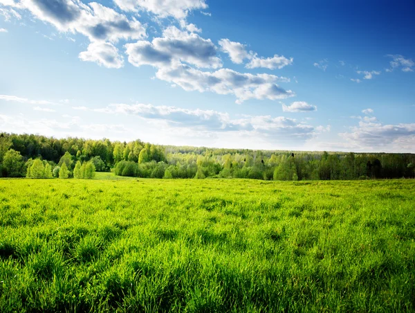 Pôr do sol na floresta primavera — Fotografia de Stock