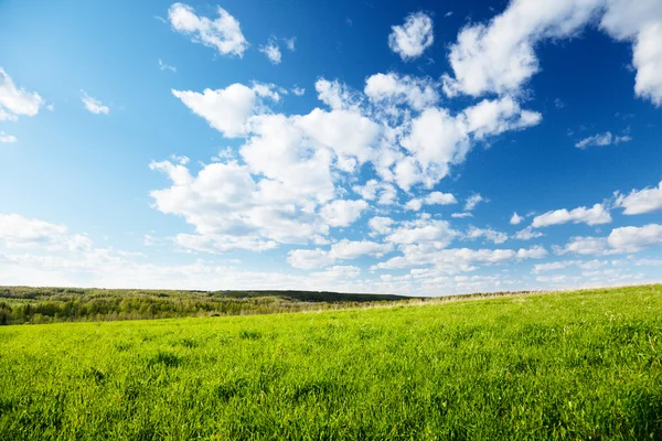 Groen grasveld — Stockfoto