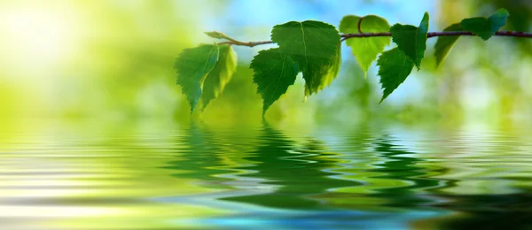 Liście brzozy i wody — Zdjęcie stockowe