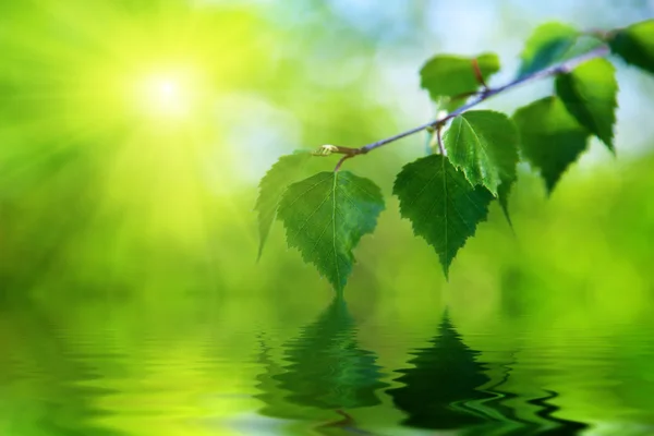 Su ve huş ağacı yaprakları — Stok fotoğraf