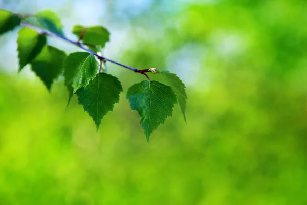 Листья березы — стоковое фото