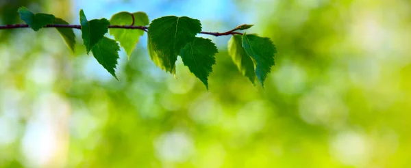 Liście brzozy w głębokim lesie — Zdjęcie stockowe