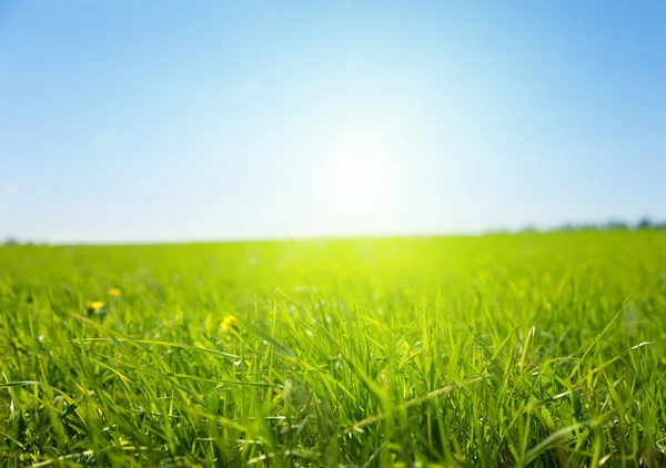 Grünes Feld aus Gras — Stockfoto