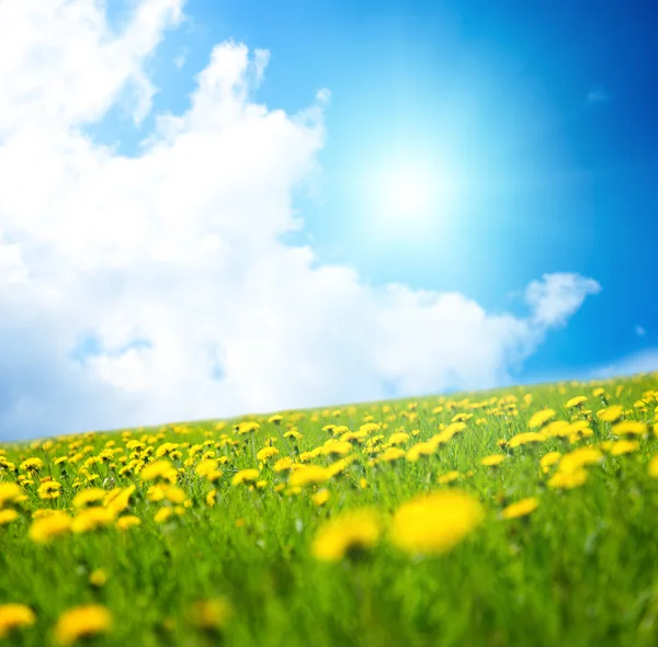 Wiosna mniszek i doskonałe niebo — Zdjęcie stockowe