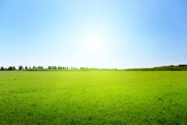 芝の緑の野 — ストック写真