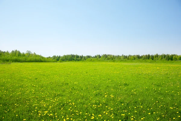 Fält våren blommor och perfekt himmel — Stockfoto