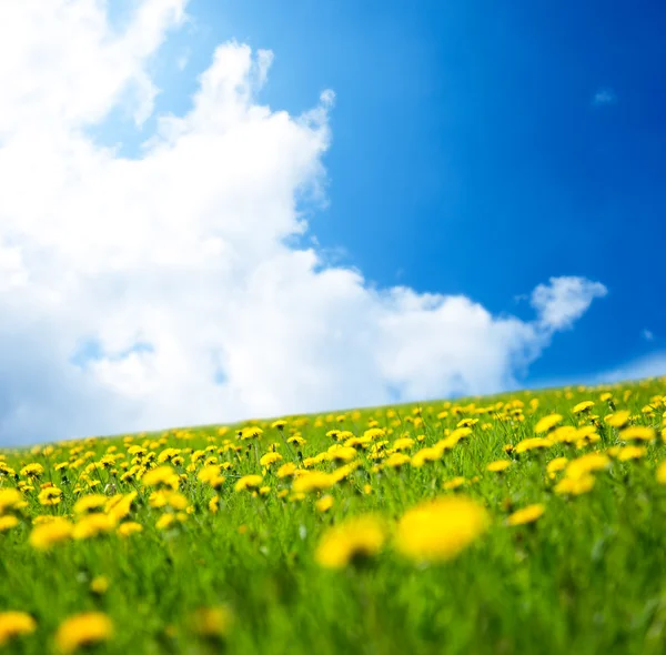 春天蒲公英和完美的天空 — 图库照片