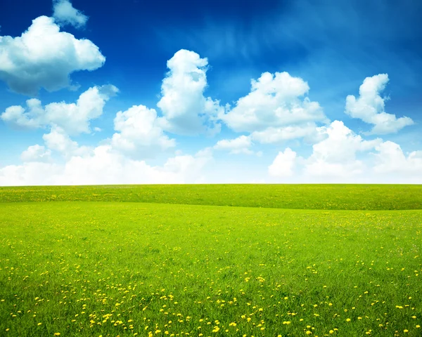 Fält våren blommor och perfekt himmel — Stockfoto