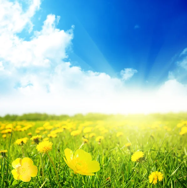 Цветы и солнечный день — стоковое фото