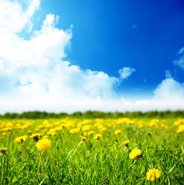 Květiny a slunečný den — Stock fotografie