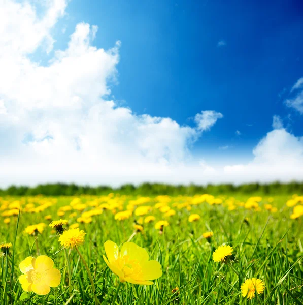 鲜花和阳光灿烂的日子 — 图库照片