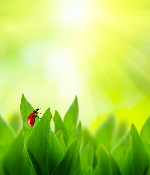 stock image Field of spring grass