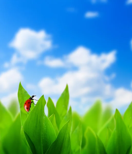 stock image Field of spring grass