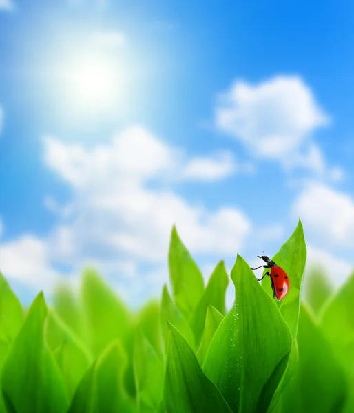 Stock image Field of spring grass