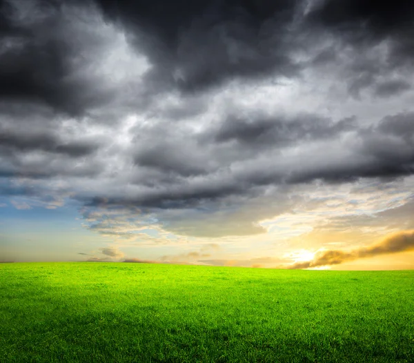 stock image Grass and sunset